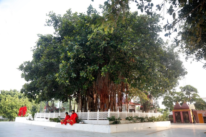 Old banyan tree at Jyotisar Tirtha to be Kurukshetra mascot