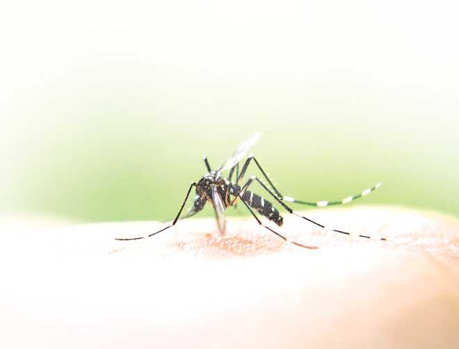 Dengue larvae found at eight places in Jalandhar