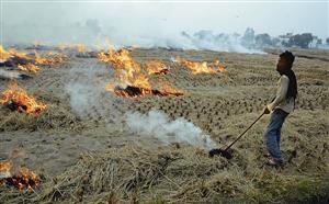 Haryana geared up to handle stubble burning: CM