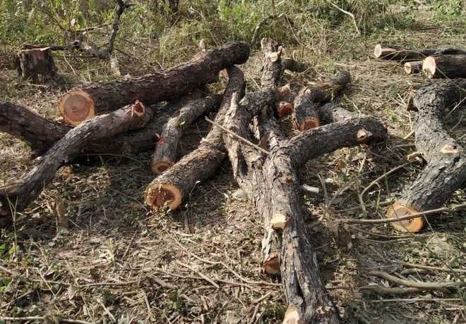 272 eucalyptus trees cut at Yamunanagar village panchayat land illegally