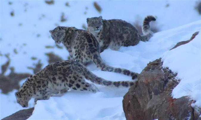 Three snow leopards spotted  in Spiti valley