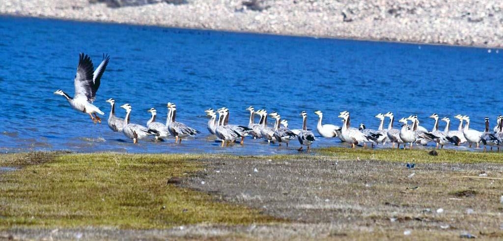 Rise likely in migratory bird count in Pong Dam wetland