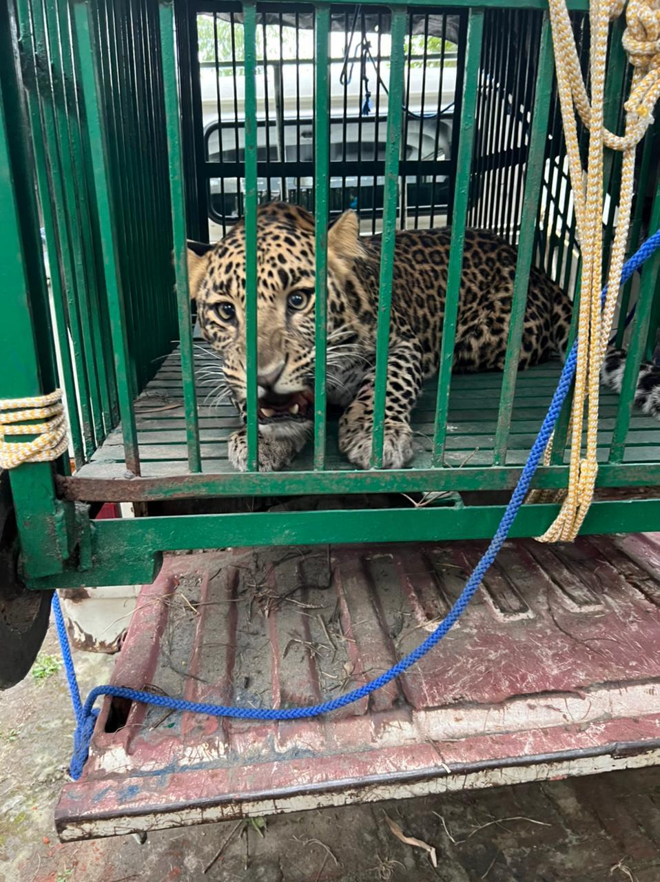 Wildlife team rescues male leopard from trap in Hoshiarpur village