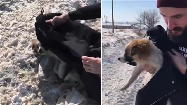 A puppy finds home when this man picks him from snow-covered roadside and takes him home