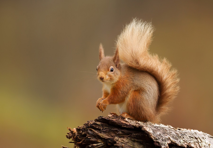 Red squirrel conservation in Britain may undermine species survival