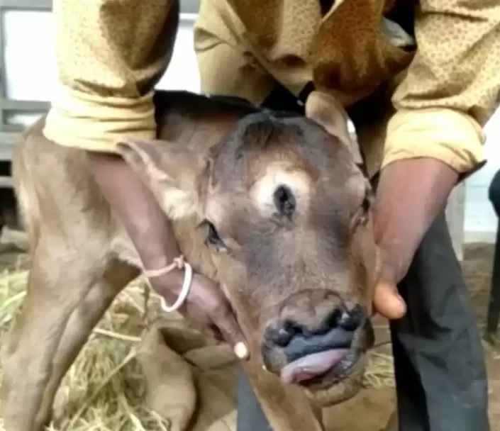 Jersey Cow Giving Birth 