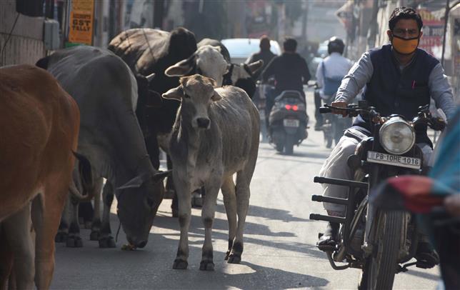 Ludhiana MC fails to shift stray cattle from city roads to shelters
