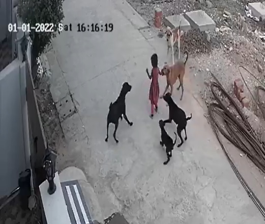 Horror caught on camera: Pack of stray dogs mauls 3-year-old girl in MP's  Bhopal