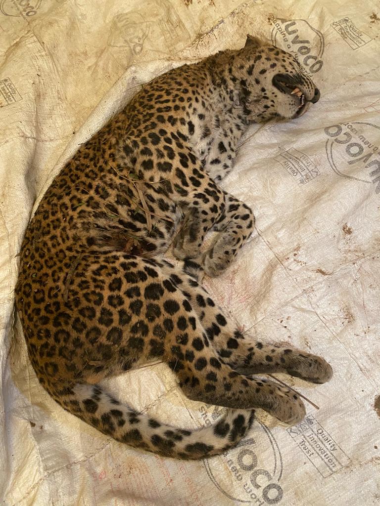 Leopard died of cardiac failure in Nepli Range of Sukhna Wildlife Sanctuary