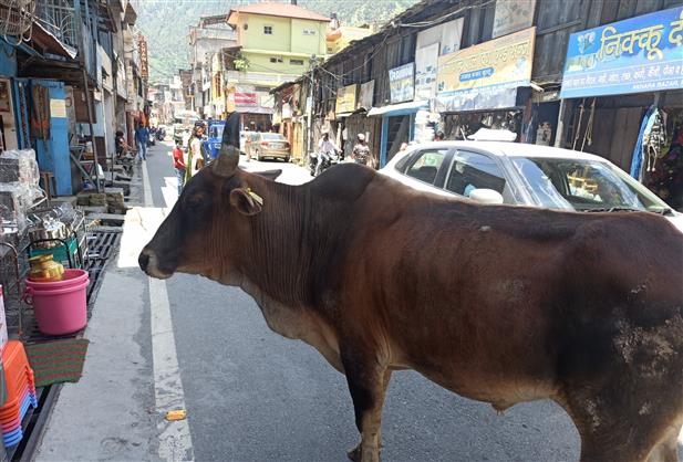 5 booked in Manali for deserting cattle