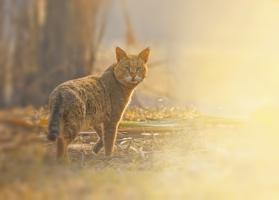 Jungle cat, barking deer spotted for first time at Sukhna Wildlife Sanctuary