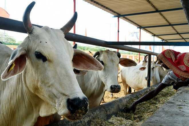 CM opens cow shelter in Dharamsala
