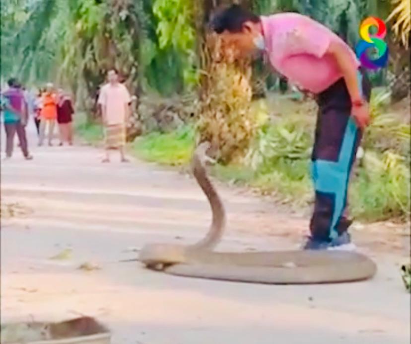 Watch: Thai man captures giant king cobra, looking for his ‘killed mate’, with bare hands