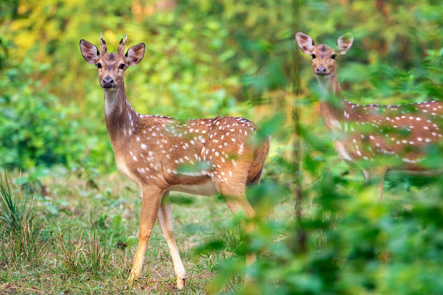 Fall in eastern swamp deer population in Assam's Kaziranga