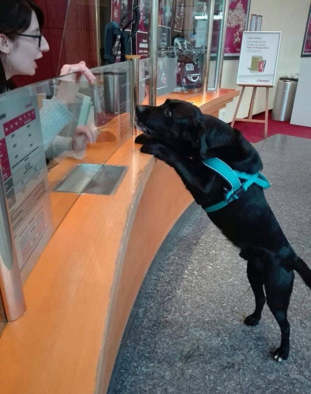 This cute dog wants to buy a movie ticket, tells his mom behind the counter to help