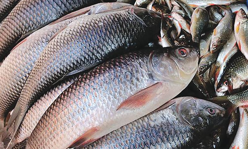 Fish plays vital role in human health, says veterinary university expert