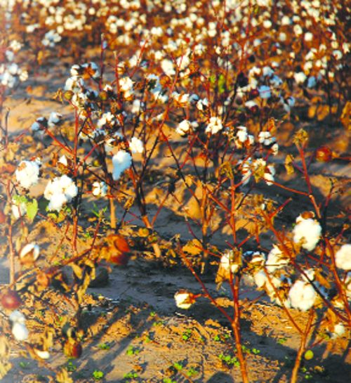 Low yield boon for Haryana farmers, cotton sells 60% above MSP