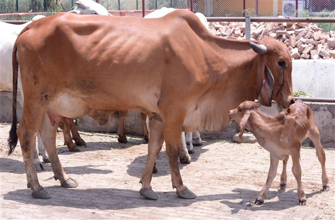 Properties that boost immunity of  calves identified, say NDRI scientists