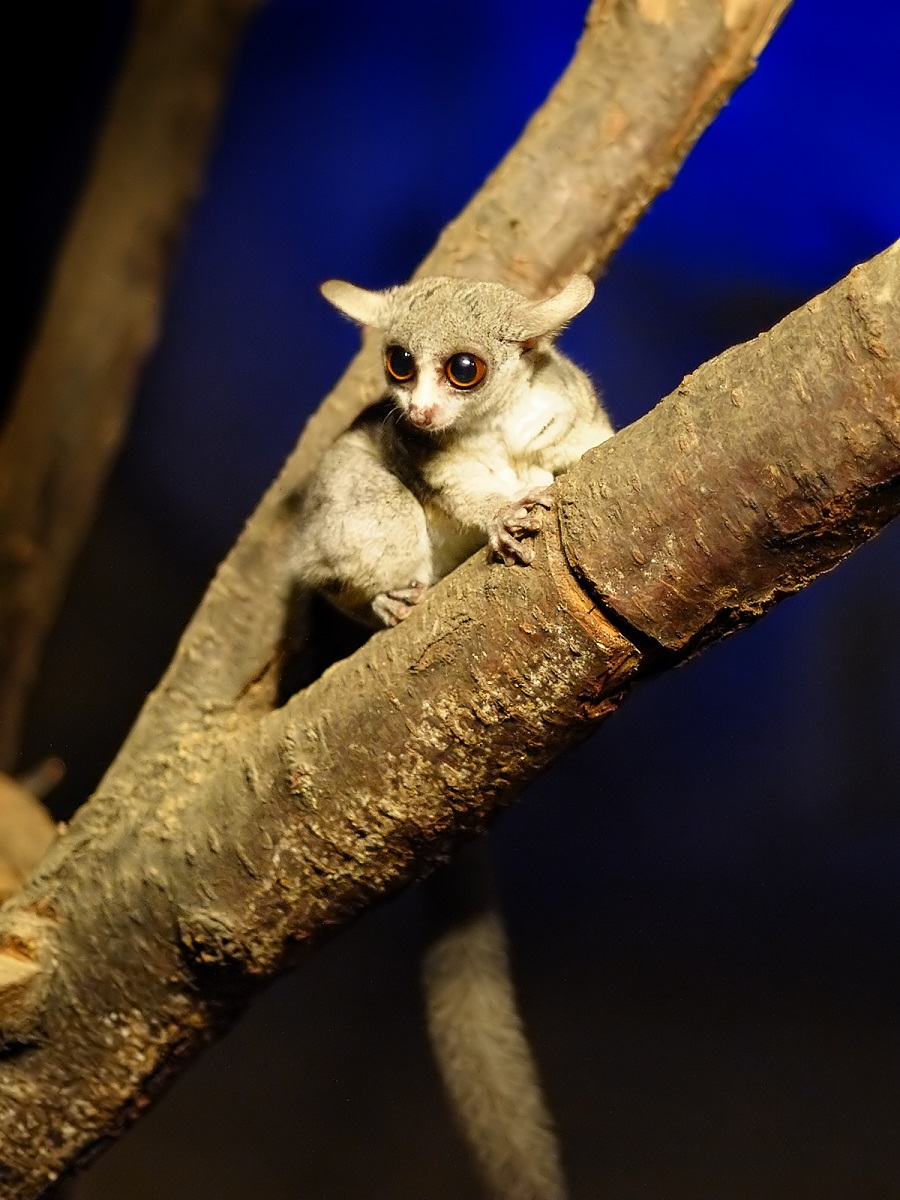 Even bushbabies get stressed: here's how we know, and what it means