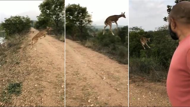 Watch: Video of deer jumping as if flying in air takes Internet by disbelief