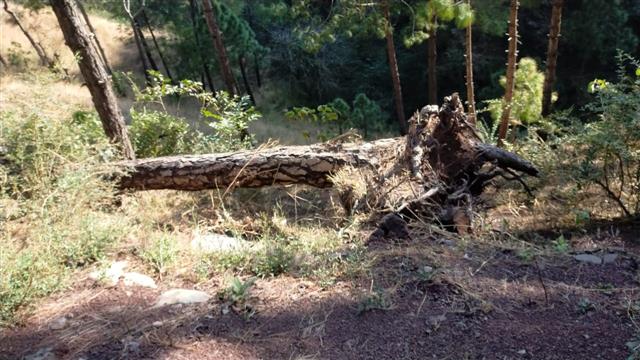 Solan tree felling: PWD told to stop work on road