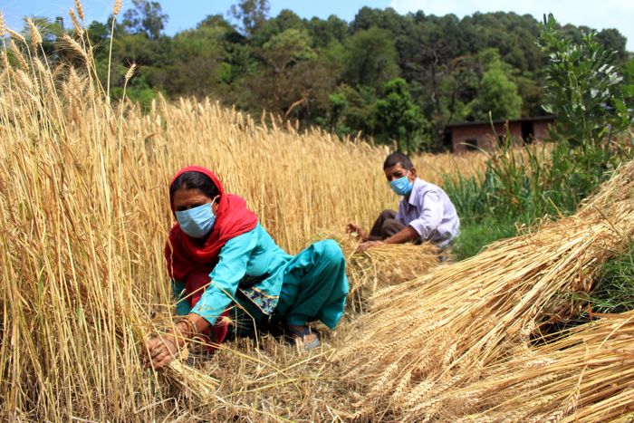 In wheat seed yield, Himachal heads for self-sufficiency
