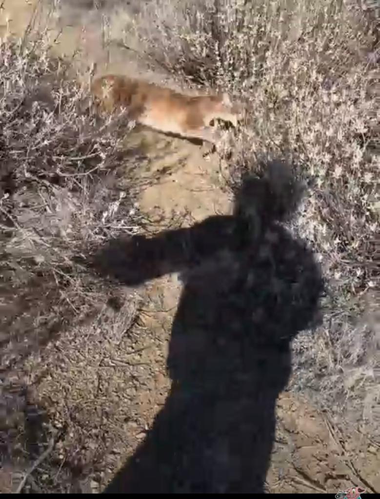 Watch: Man gets chased by mountain lion in spine-chilling video