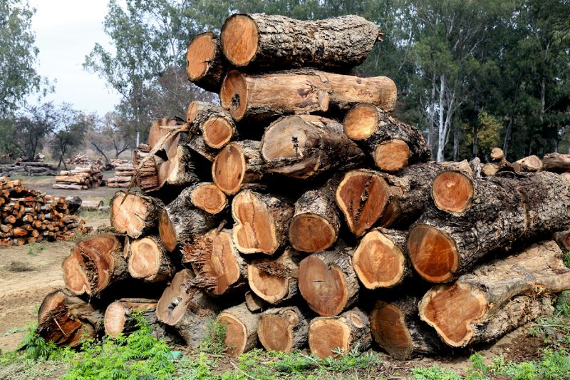 Last date for licence of wood-based units extended