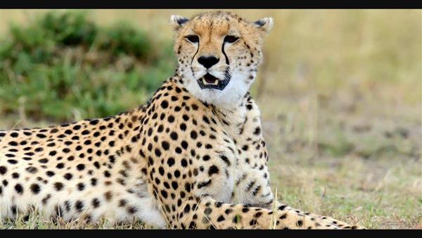 Cheetahs to be back in India soon
