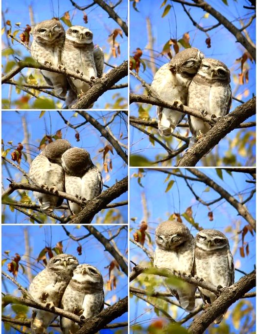 Pics of two 'kissing' owlets go viral, IFS officer calls it 'pre-wedding photoshoot'