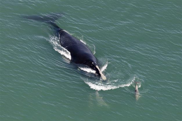 Baby whale genetic testing may help save species: Study