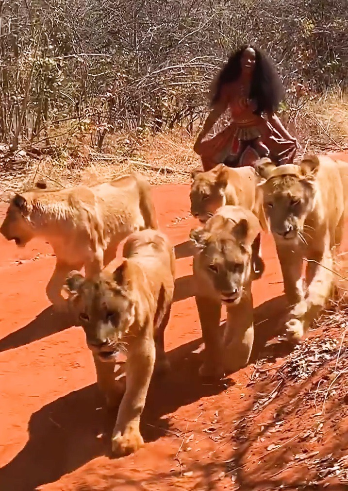 Viral video: Woman casually walks with 6 lionesses in jungle, holds wild cat’s tail