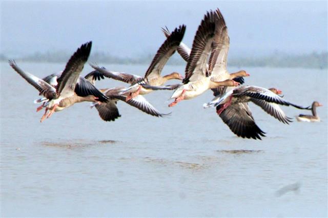 Migratory birds flock to Harike wetland in Tarn Taran district
