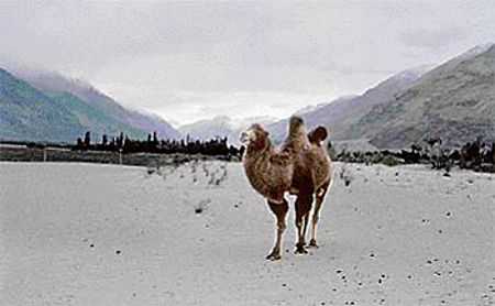 Dwindling number of double-humped camels in Ladakh