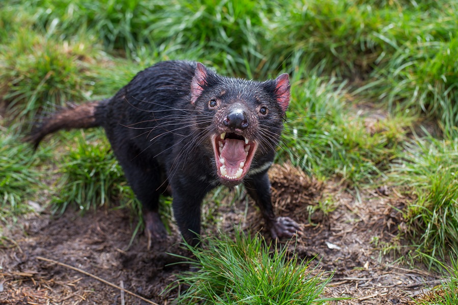 Tasmanian devils' fussy diet puzzles Aussie scientists