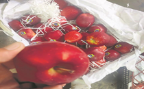 Iran apple leaves Himachal Pradesh, J&K orchardists with sour taste
