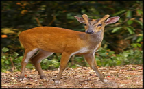 Jungle cat, barking deer spotted for first time at Sukhna Wildlife Sanctuary