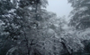 Snow in Shimla and adjoining areas; 147 roads blocked in Himachal