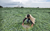 Bhupinder Singh Hooda, Kumari Selja demand relief for crop losses