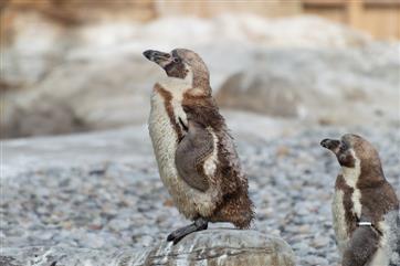 Mumbai zoo welcomes Royal Bengal tiger cub, Humboldt penguin chick