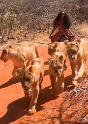 Viral video: Woman casually walks with 6 lionesses in jungle, holds wild cat's tail