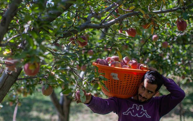 Fruit growers fear labour migration from Kashmir