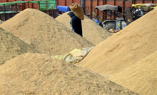 Paddy procurement: 6.81-lakh MT crop arrives in markets
