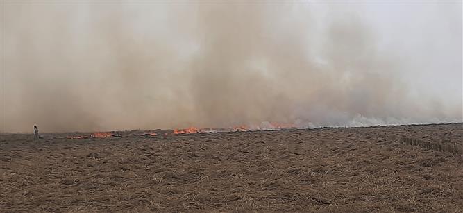 Punjab CM Bhagwant Mann’s home district Sangrur records maximum farm fires
