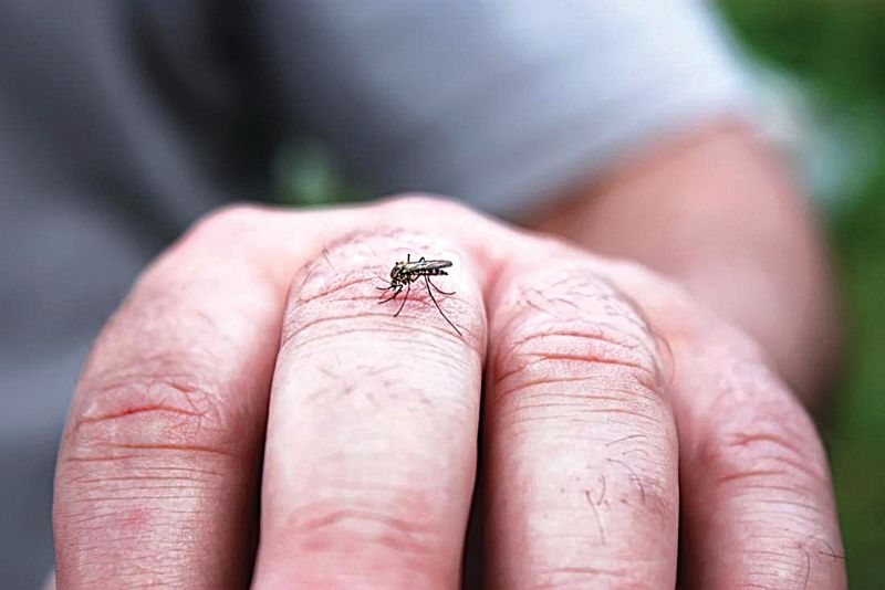 In Muktsar, 35 dengue cases in just 2 months