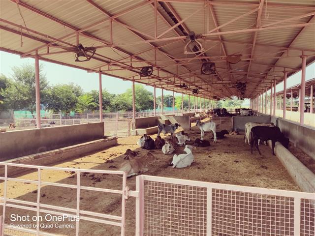 Government cowshed in Mansa running below capacity