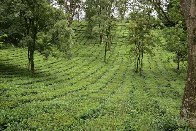Plan to link Palampur University tea gardens with tourism