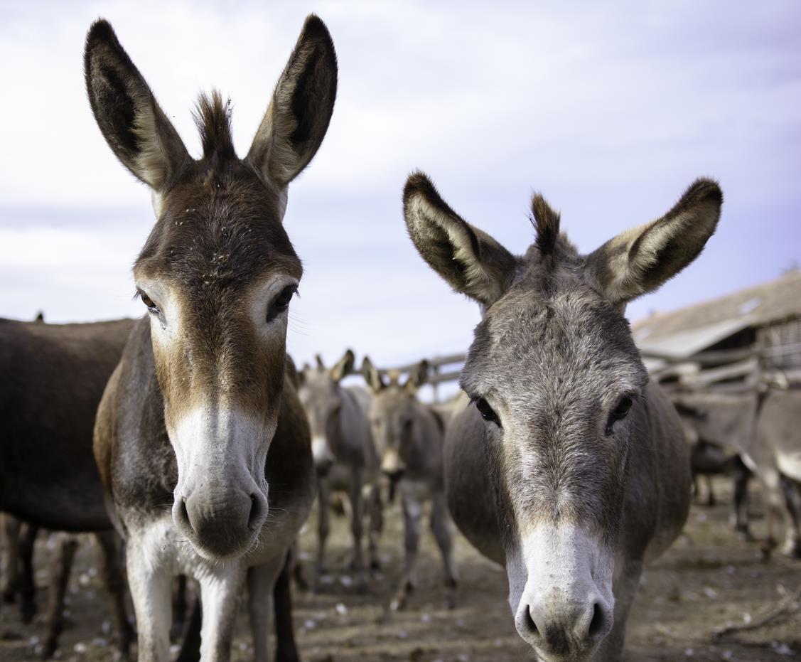 China keen on importing donkeys and dogs from Pakistan