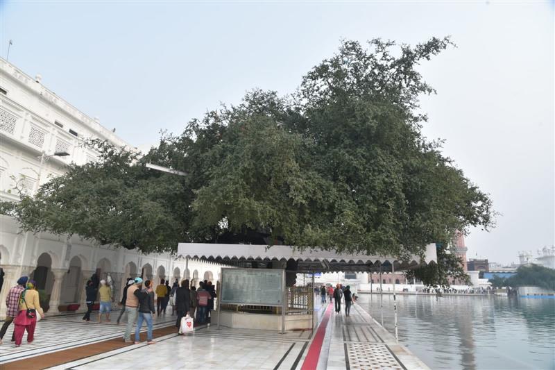PAU experts preserving sacred ber trees felicitated by Punjab CM