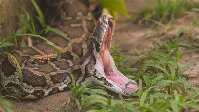 22-foot python entirely swallows 54-year-old woman alive in Indonesia